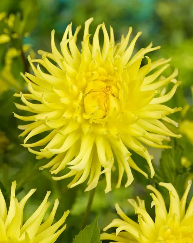 Daalia “Kennemerland” 1 tk
