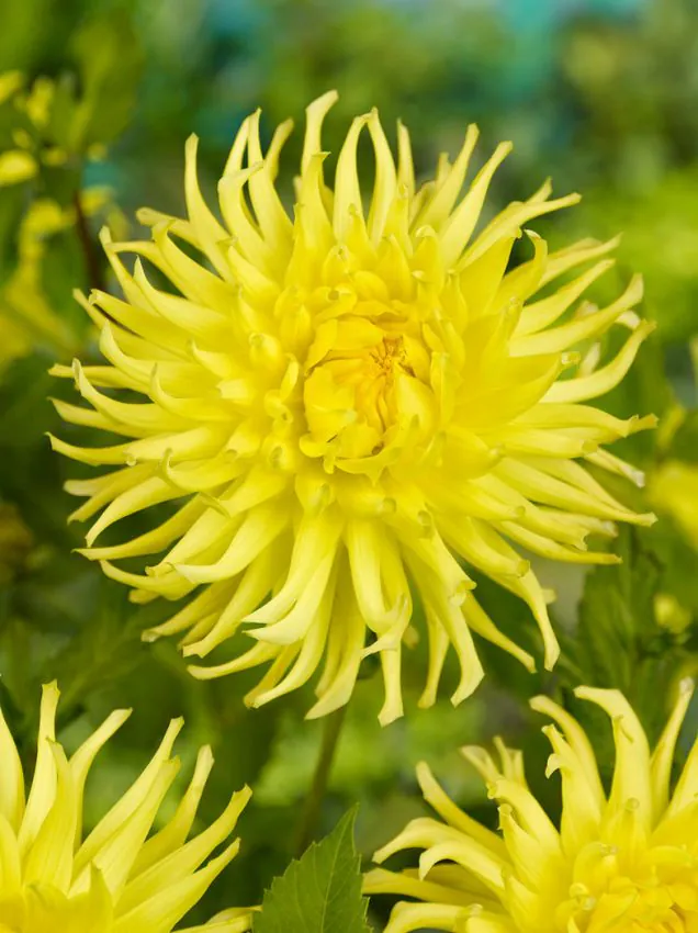 Daalia “Kennemerland” 1 tk