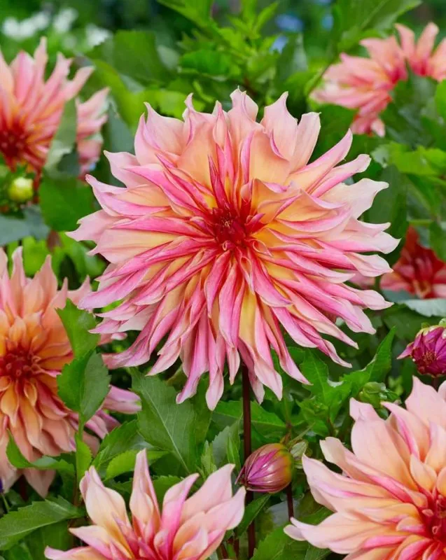 Daalia “Labyrinth” 1 tk