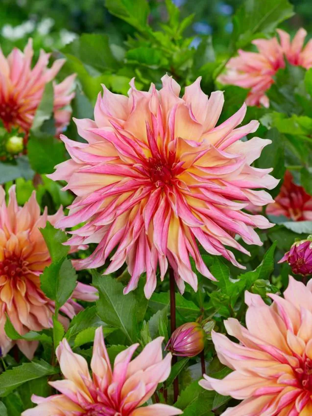 Daalia “Labyrinth” 1 tk