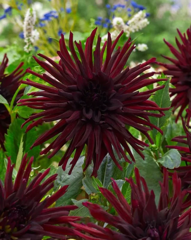 Daalia “Nuit d'ete” 1 tk