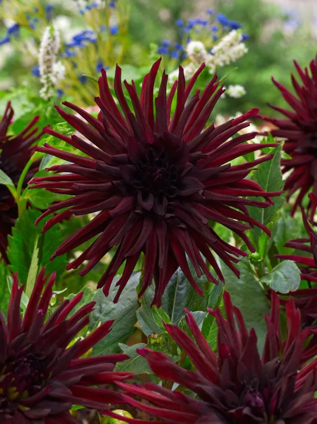 Daalia “Nuit d'ete” 1 tk