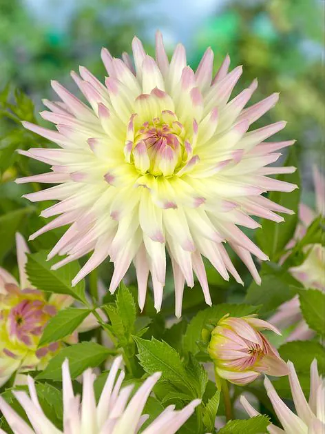 Daalia “Shooting Star” 1 tk
