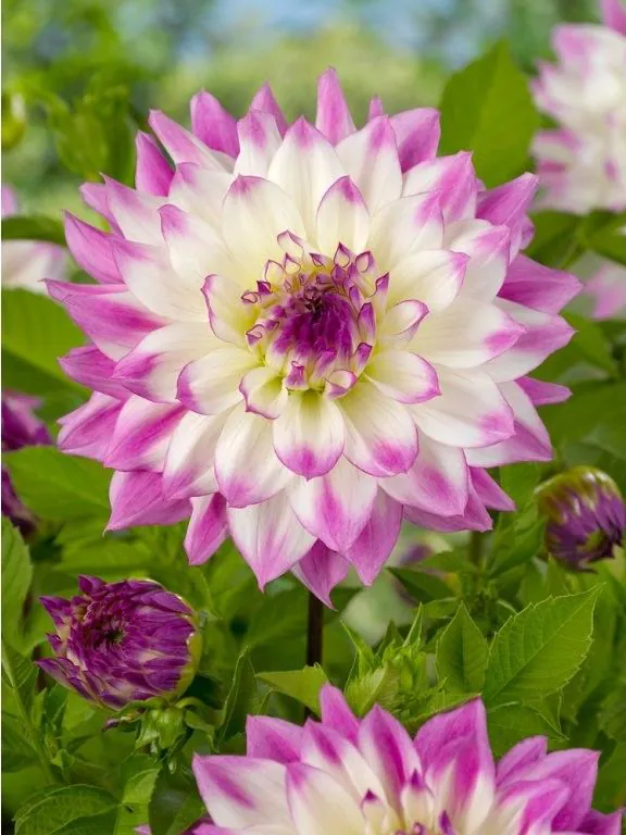 Daalia “Ferncliff illusioon” 1 tk