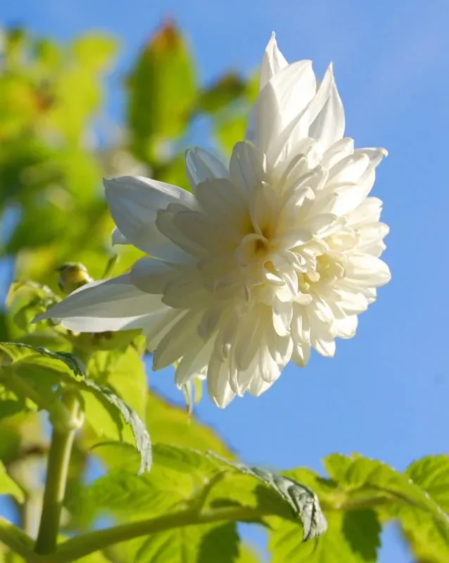 Daalia “Imerialis double white” 1 tk