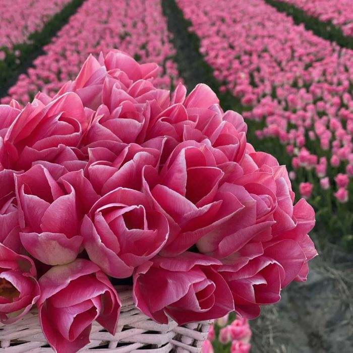 Tulp "Dynasty" pakendis 7 tk. - Image 2