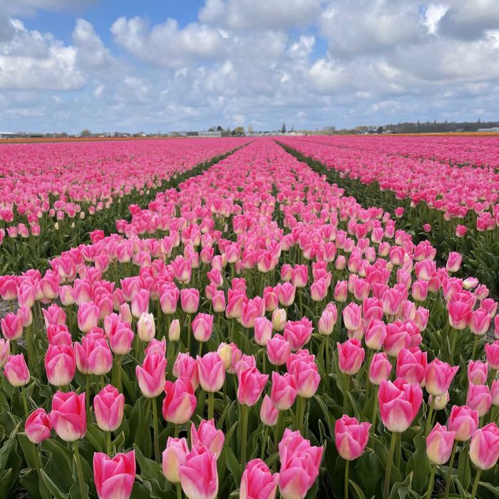 Tulp "Dynasty" pakendis 7 tk. - Image 3