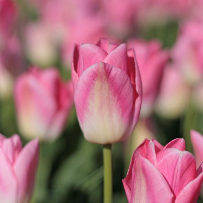 Tulp "Dynasty" pakendis 7 tk.