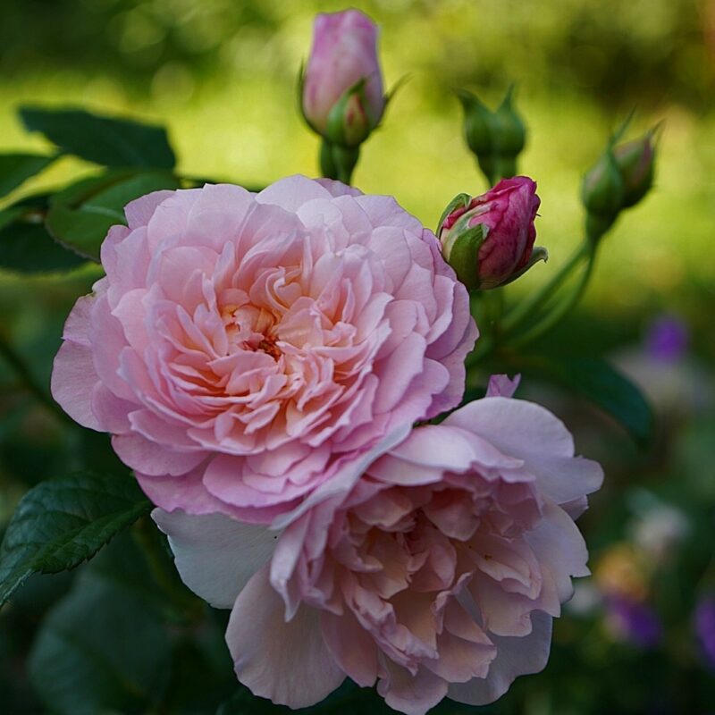 Roosiistik “Elizabeth”®  1 tk. / A klass