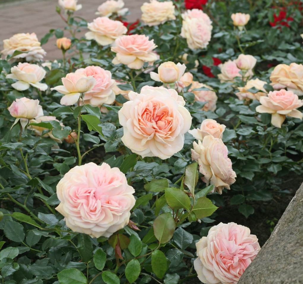 Paljasjuurne roosiistik “Garden of Roses®” 1 tk. / A klass/ ADR® - Image 2