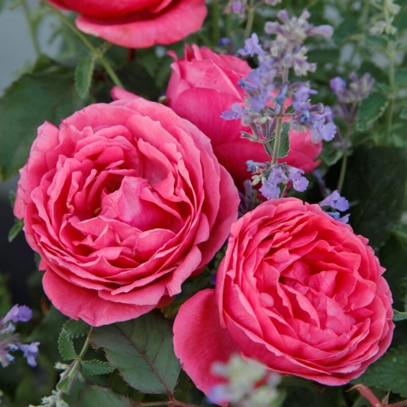 Paljasjuurne roosiistik “Gartenprinzessin Marie-José®” 1 tk. / A klass/ ADR®