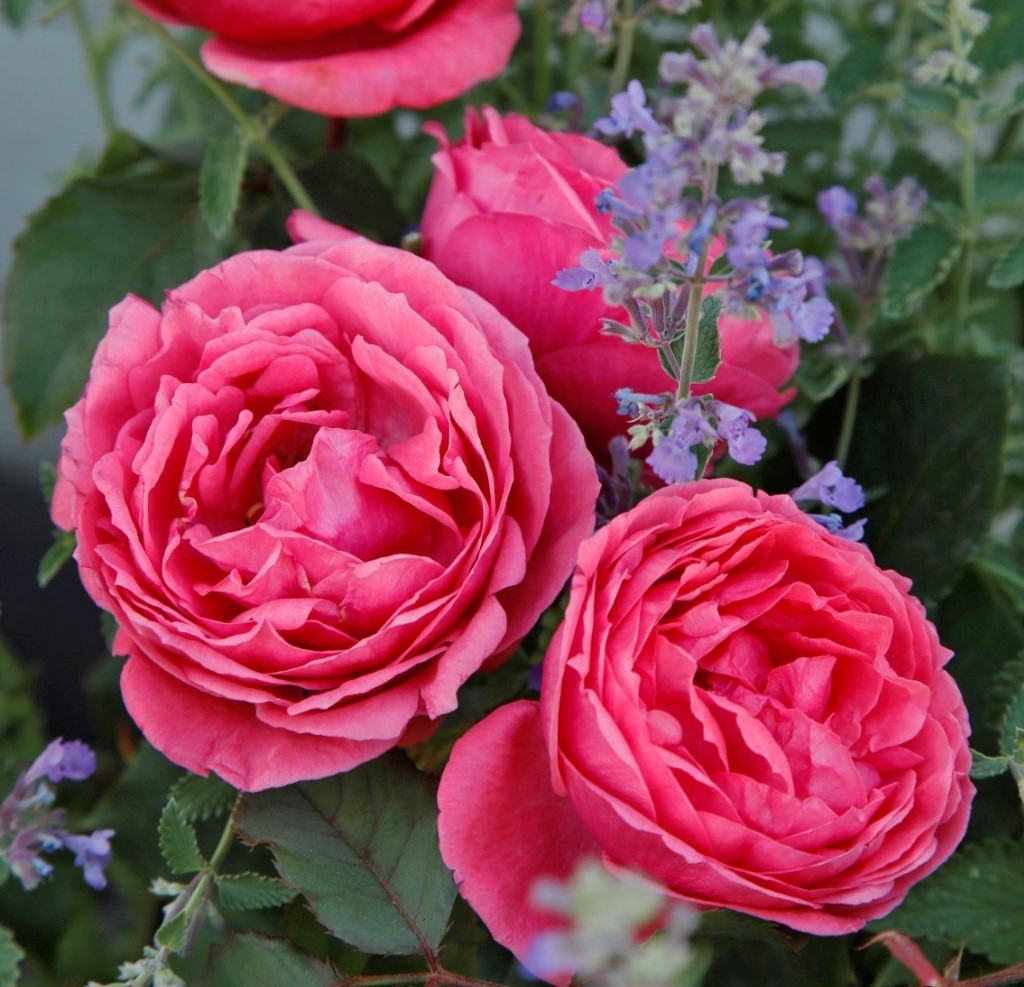 Paljasjuurne roosiistik “Gartenprinzessin Marie-José®” 1 tk. / A klass/ ADR®