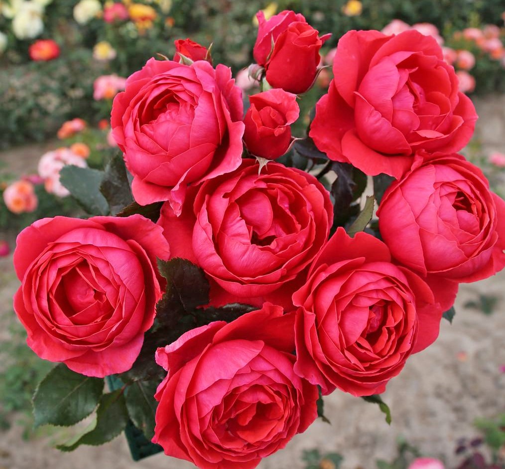 Paljasjuurne roosiistik “Gartenprinzessin Marie-José®” 1 tk. / A klass/ ADR® - Image 2