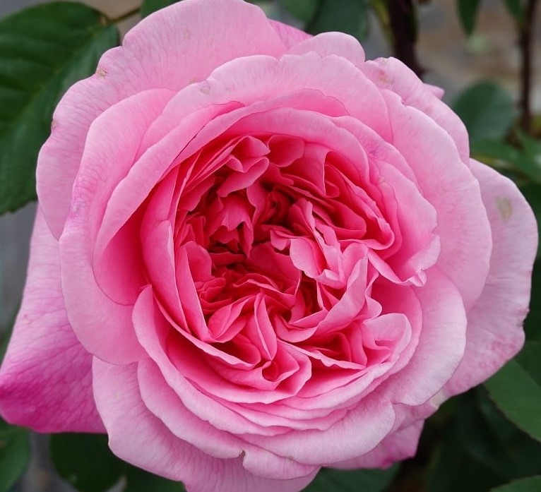 Roosiistik “Gertrude Jekyll®” 1 tk. / A klass