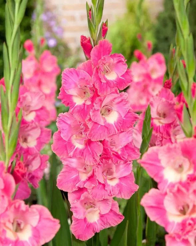 Gladiool “Pink Parrot” pakendis 10 tk