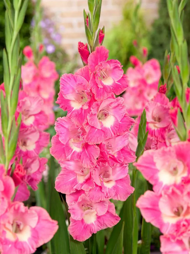 Gladiool “Pink Parrot” pakendis 10 tk