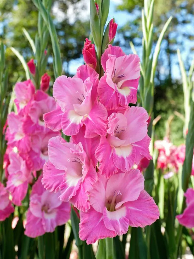 Gladiool “Pink Parrot” pakendis 10 tk - Image 2