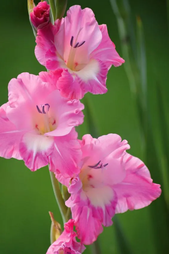 Gladiool “Pink Parrot” pakendis 10 tk - Image 3