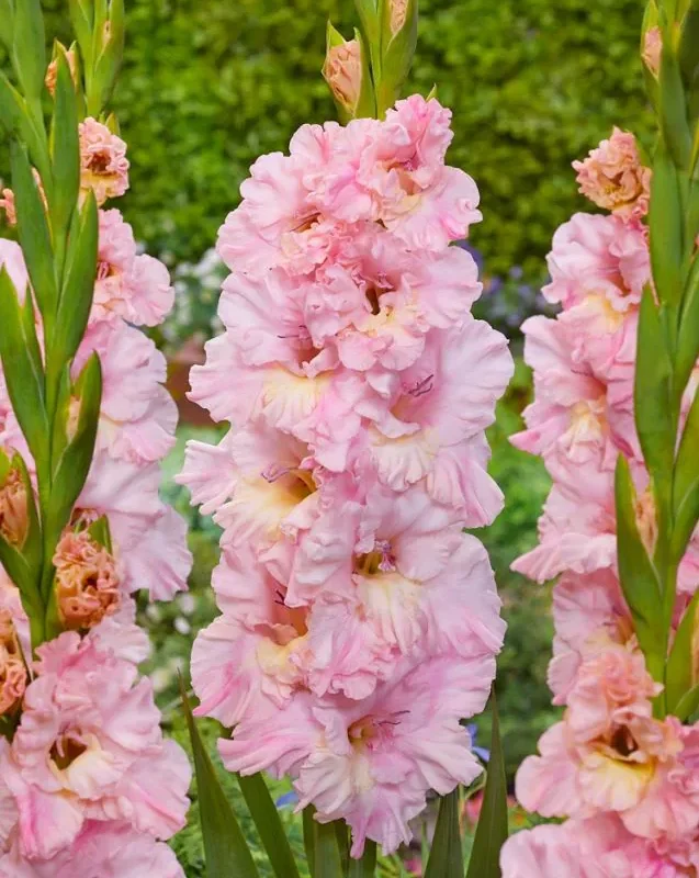Gladiool “Pink Lightning” pakendis 10 tk