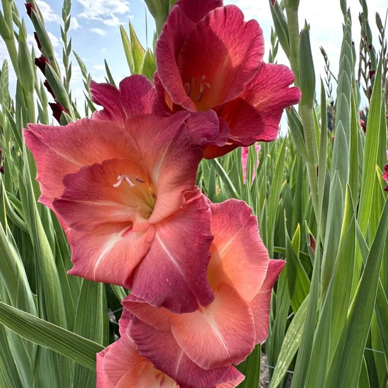 Gladiool “Ocaso” pakendis 10 tk