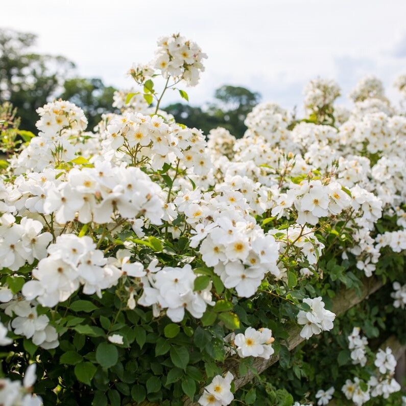 Roosiistik “Kew Gardens® ” 1 tk. / A klass - Image 2