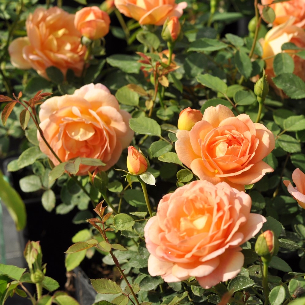 Roosiistik “Lady of Shalott®” 1 tk. / A klass - Image 2