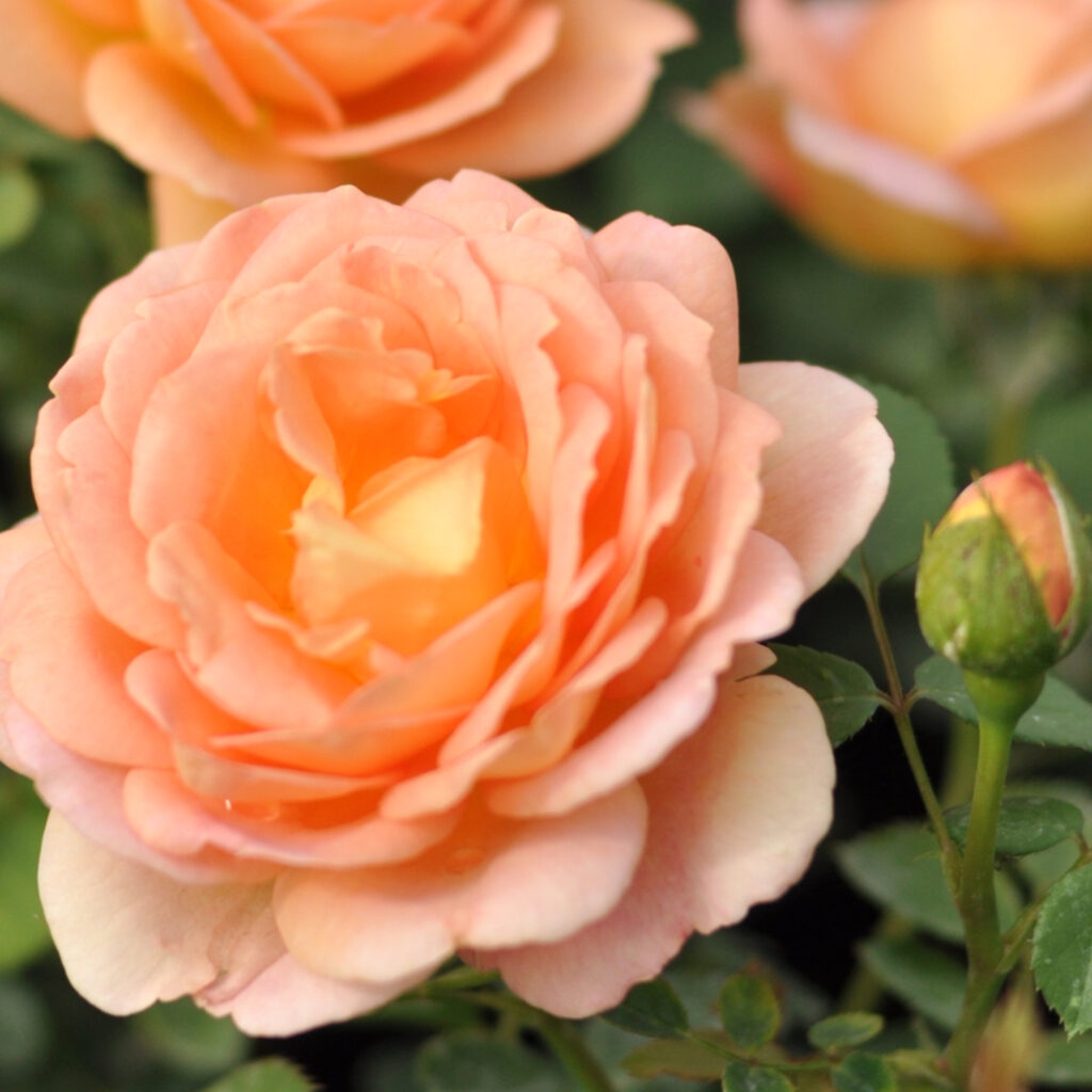 Roosiistik “Lady of Shalott®” 1 tk. / A klass