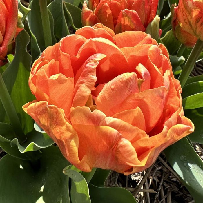 Tulp “Lorenzo” pakendis 7 tk