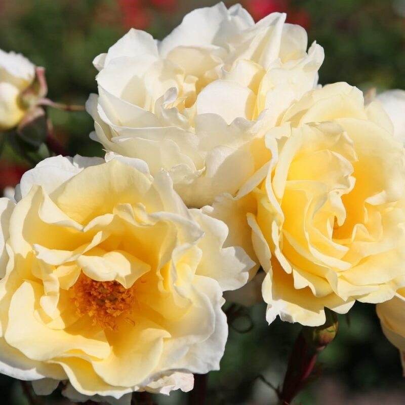 Roosiistik “MENTOR-ROSE® ” 1 tk. / A klass/ ADR®