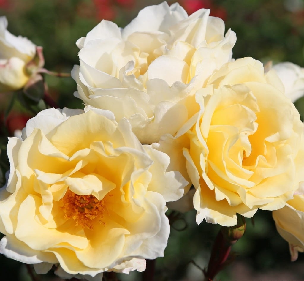 Paljasjuurne roosiistik “MENTOR-ROSE® ” 1 tk. / A klass/ ADR®