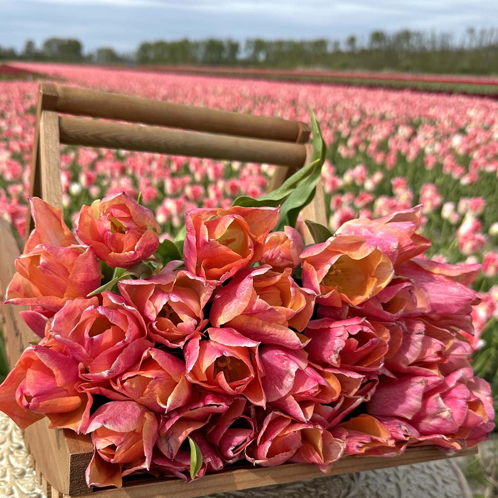 Tulp “Passio Sweet” pakendis 7 tk - Image 2