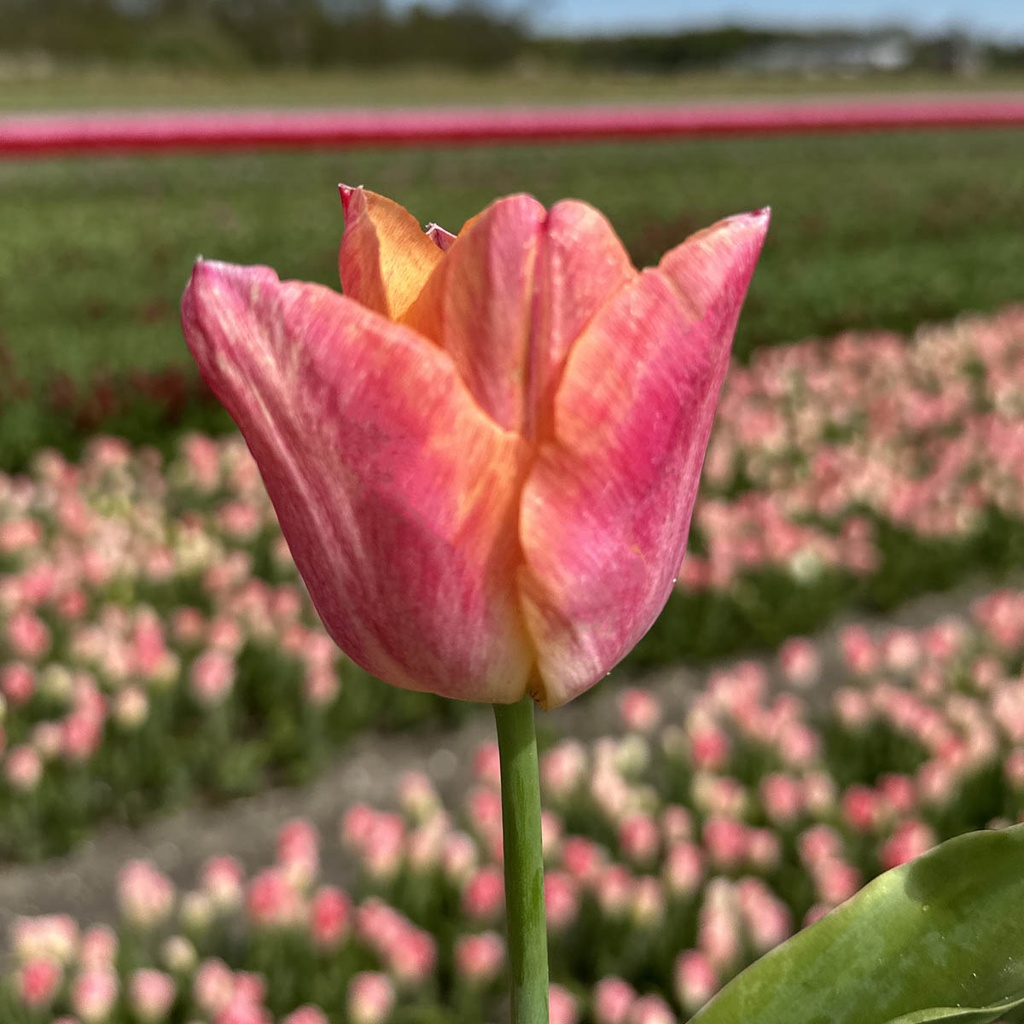 Tulp “Passio Sweet” pakendis 7 tk