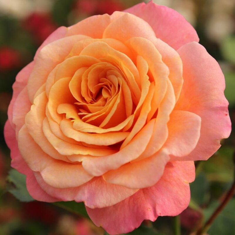 Roosiistik “Peach Melba® ” 1 tk. / A klass/ ADR®