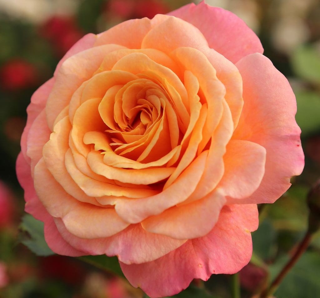 Roosiistik “Peach Melba® ” 1 tk. / A klass/ ADR®