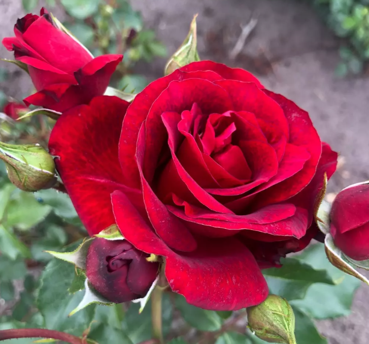 Paljasjuurne roosiistik “Royal Red®” 1 tk. / A klass/