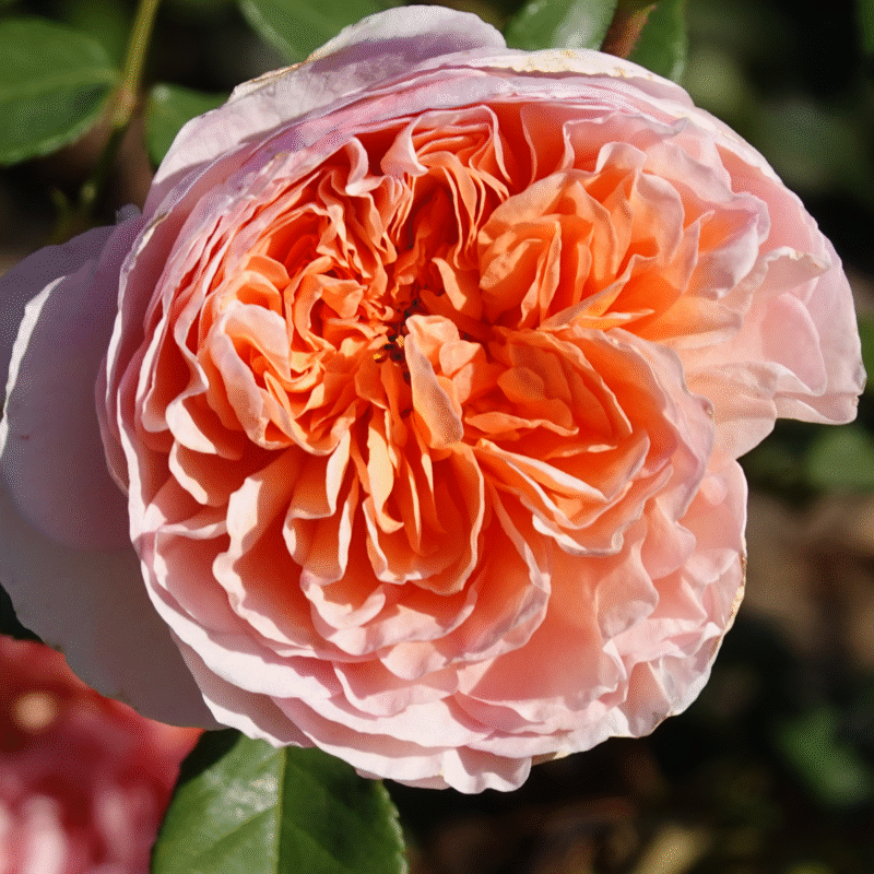 Roosiistik “English Elegance®” 1 tk. / A klass
