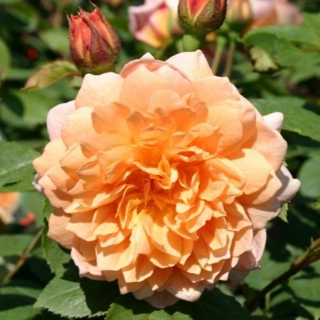 Roosiistik “Grace”® 1 tk. / A klass