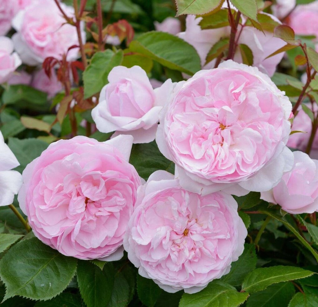 Roosiistik “Olivia Rose Austin®” 1 tk. / A klass - Image 2