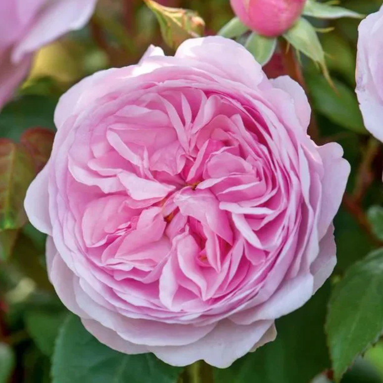 Roosiistik “Olivia Rose Austin®” 1 tk. / A klass