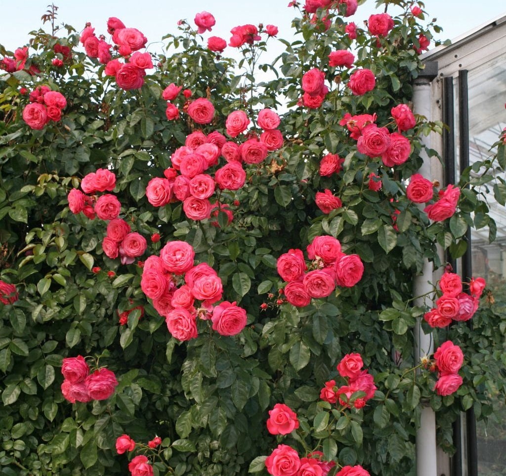 Paljasjuurne roosiistik “Rosanna®” 1 tk. / A klass/ - Image 2