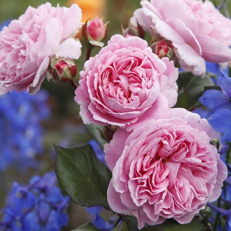 Roosiistik “Rosengräfin Marie Henriette® ” 1 tk. / A klass/ ADR®