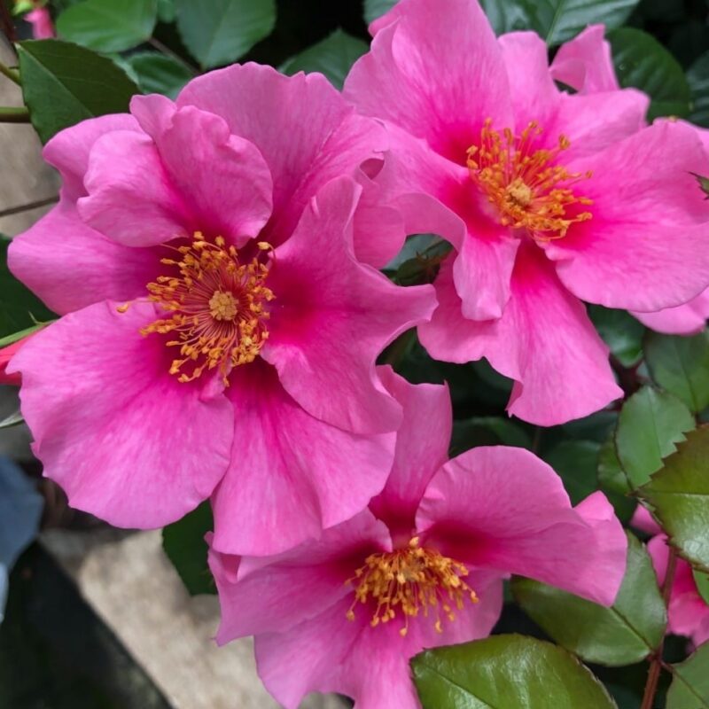 Roosiistik “See You in Pink® ” 1 tk. / A klass/ ADR®
