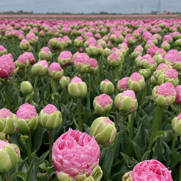 Tulp “Strawberry Cream” pakendis 7 tk - Image 2