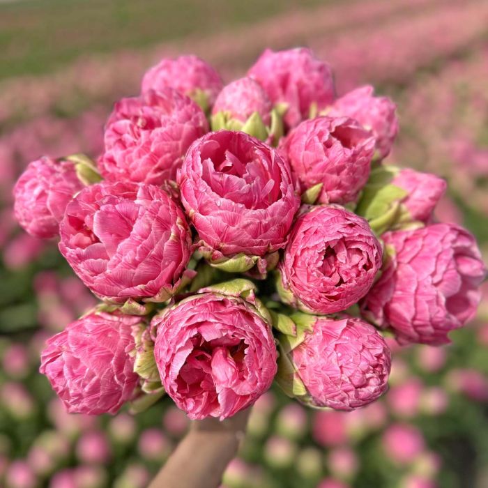 Tulp “Strawberry Cream” pakendis 7 tk
