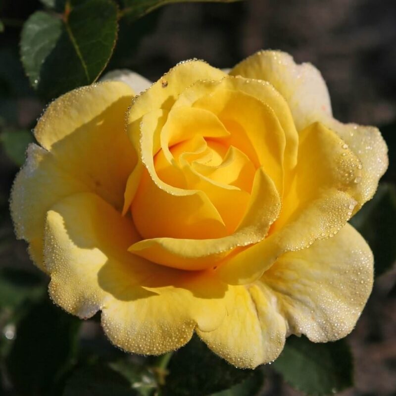 Roosiistik “Sunmaid® ” 1 tk. / A klass/ ADR®