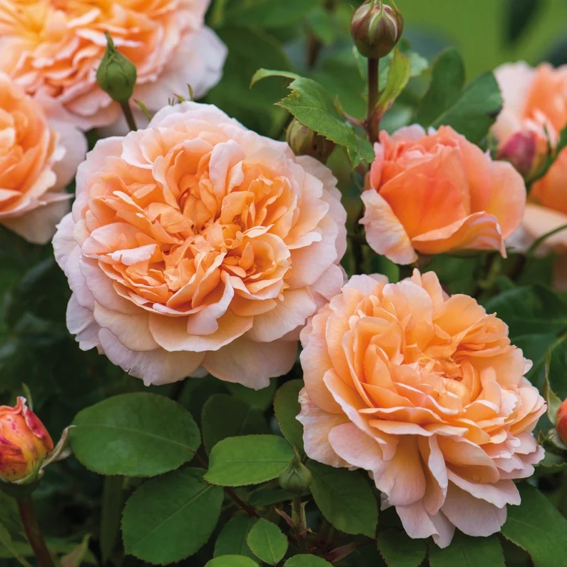 Roosiistik “The Lady Gardener®” 1 tk. / A klass/