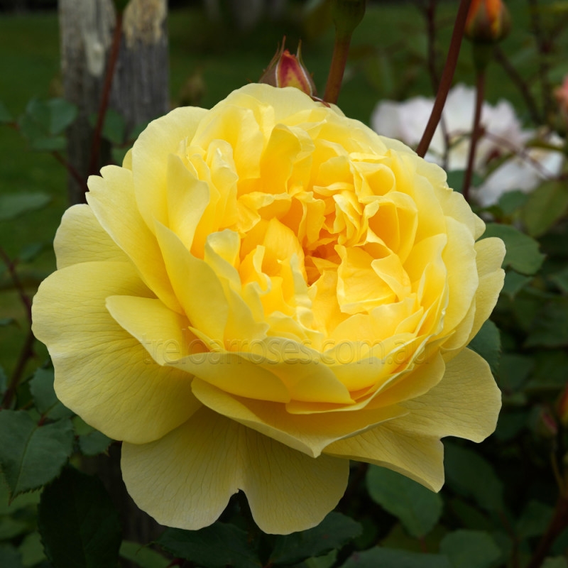 Roosiistik “The Poet's Wife®” 1 tk. / A klass