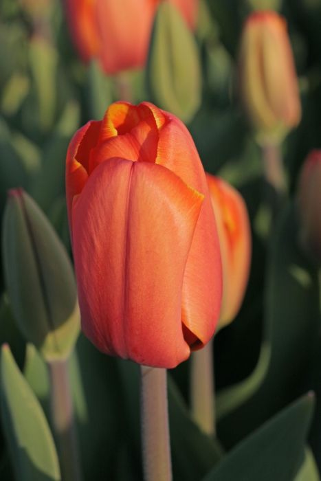 Tulp “Triple A” pakendis 7 tk