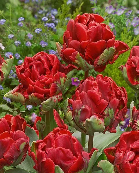 Tulp Rococo Double pakendis 5 tk - Image 2