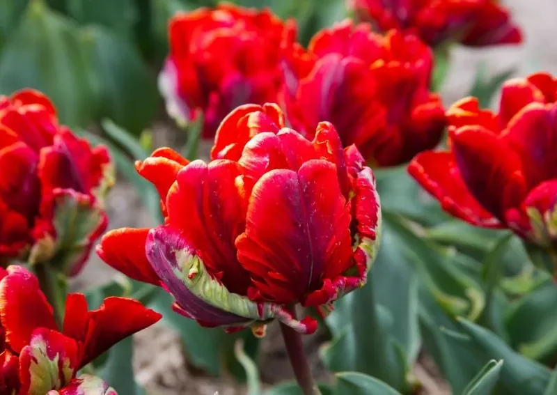 Tulp Rococo Double   pakendis 5 tk